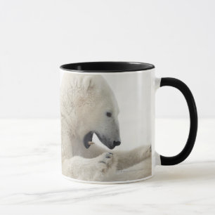 Caneca Urso polar que contrata em uma luta com um outro