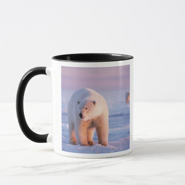 Caneca urso polar, Ursus maritimus (Esquerda)