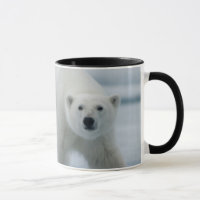 Urso Polar, Ursus Maritimus, Adulto