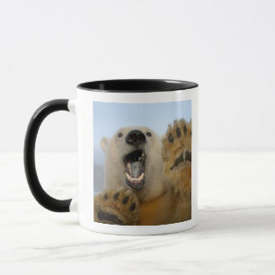 Caneca urso polar, Ursus maritimus, curiosamente olha