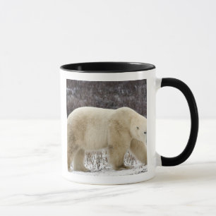 Caneca Urso Polar Ursus maritimus) em Churchill