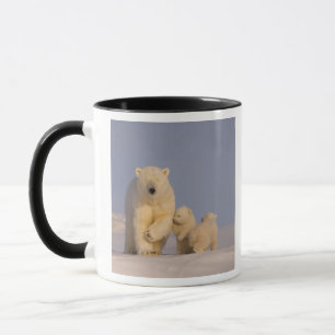 Caneca urso polar, Ursus maritimus, fêmea com filhotes re