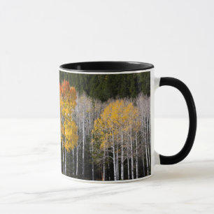 Caneca Utah, EUA. Árvores Aspen (Populus Tremuloides) 2