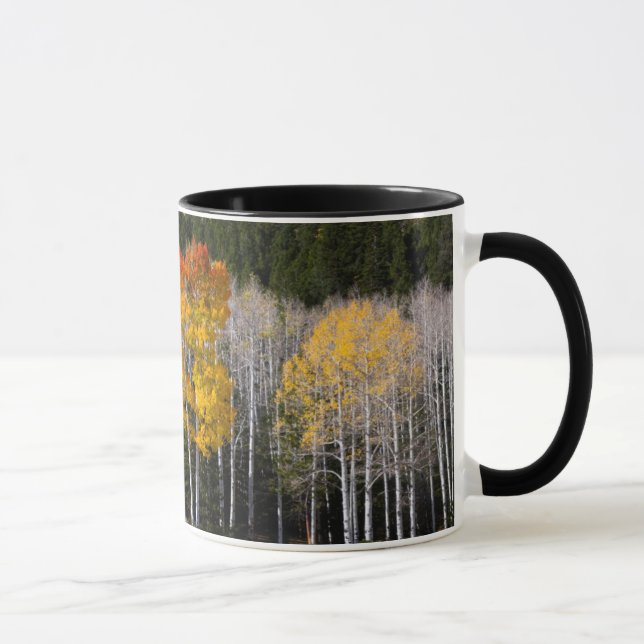 Caneca Utah, EUA. Árvores Aspen (Populus Tremuloides) 2 (Direita)