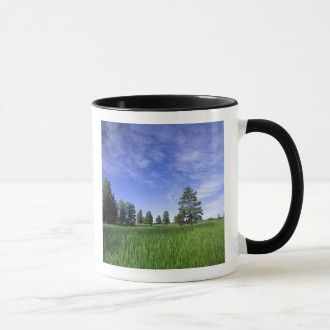 Caneca UTAH. EUA. Ponderosa pines Pinus ponderosa) (Direita)