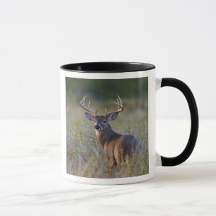 Caneca veado-de-cauda-branca Odocoileus virginianus
