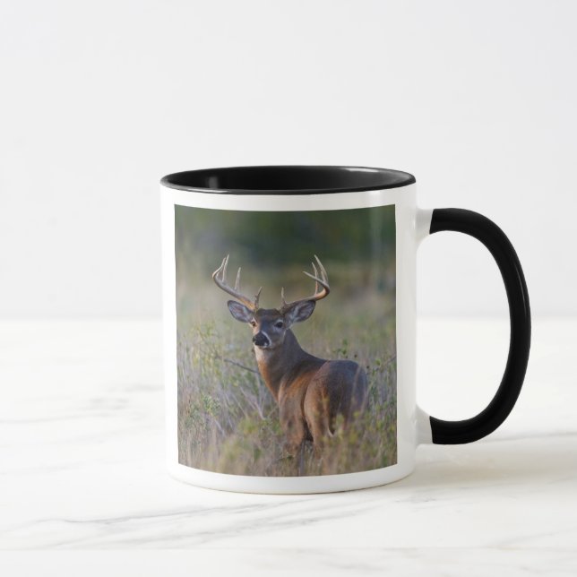 Caneca veado-de-cauda-branca Odocoileus virginianus (Direita)