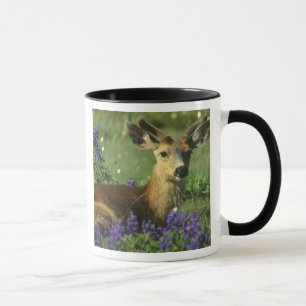 Caneca Veado-de-cauda-preta, Odocoileus hemionus