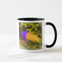 Vida subaquática, PEIXE: um Basslet feericamente