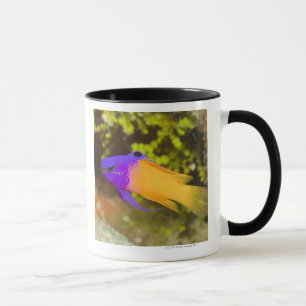 Caneca Vida subaquática, PEIXE: um Basslet feericamente