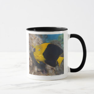 Caneca Vida subaquática, PEIXE:  Uma beleza de rocha