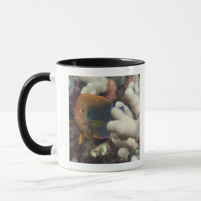Caneca Vida subaquática; PEIXES: Um retrato de um oleiro (Esquerda)