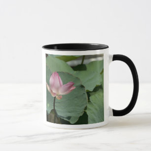 Caneca Vietnã, perto de Saigon) My Tho. Vinh Trang 2