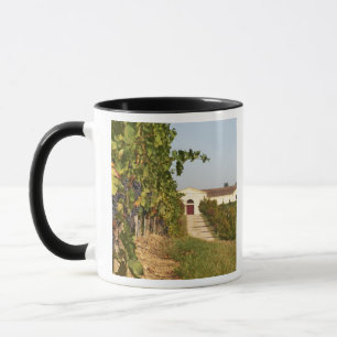 Caneca Vinhas, videiras petit verdot e a adega ao