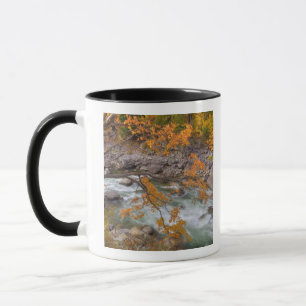 Caneca WA, Floresta Nacional de Wenatchee, Árvore de bord