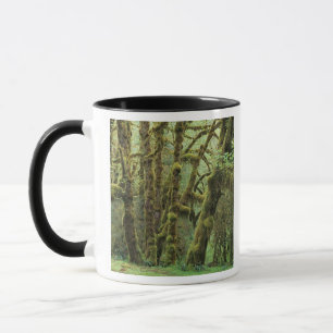 Caneca WA, Parque Nacional Olímpico, Floresta Chuvosa de
