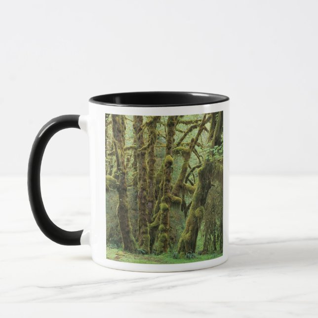 Caneca WA, Parque Nacional Olímpico, Floresta Chuvosa de  (Esquerda)