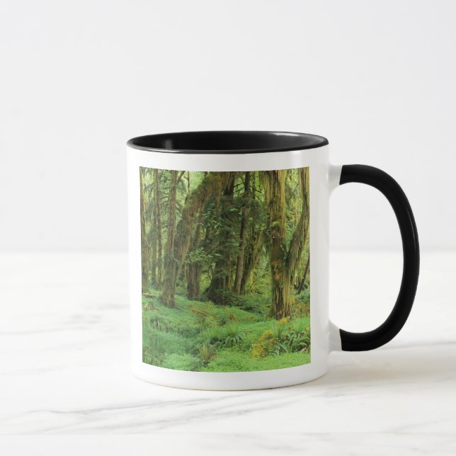 Caneca WA, Parque Nacional Olímpico, Floresta Tropical de (Direita)