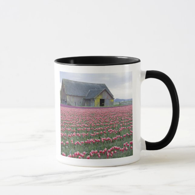 Caneca WA, Vale do Skagit, Campo de Tulipas e Celeiro (Direita)