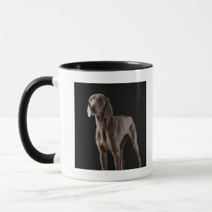 Caneca Weimaraner, tiro do estúdio