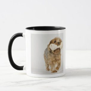 Caneca Yorkshire terrier no passeio branco do fundo