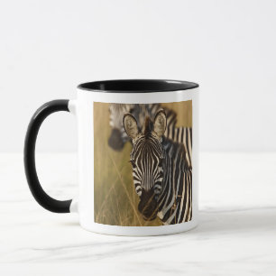 Caneca Zebra de Burchell no capim alto de verão, Masai