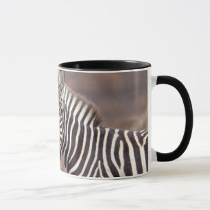 Caneca  Zebras-comuns, Parque Nacional Kruger