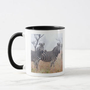 Caneca Zebras na poeira do amanhecer, nacional de Kruger