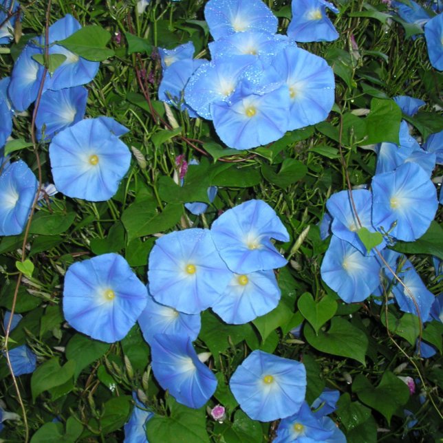 Caneta Glórias da Manhã (Criador carregado)