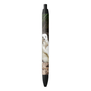 Caneta Preta Modelo na Natureza: White Meerkat Posing for Camer
