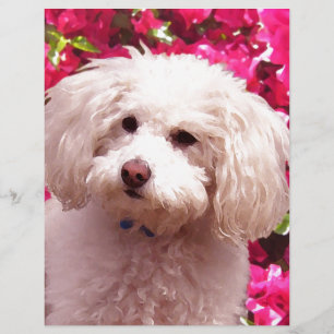 Caniche bonito