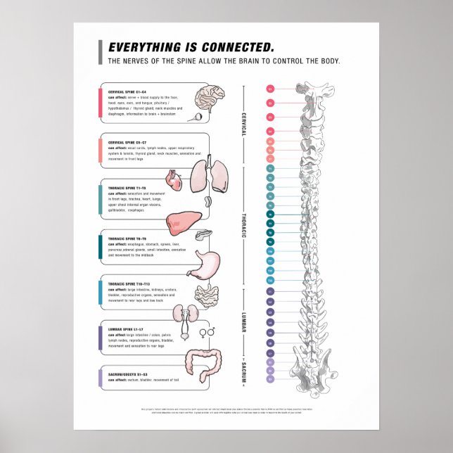 Canine Poster (Frente)