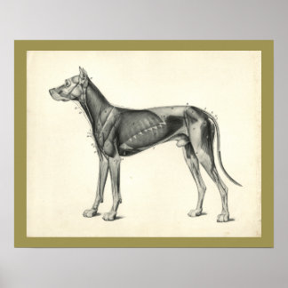 Canino Musculoso Anatomia Veterinária Impressão