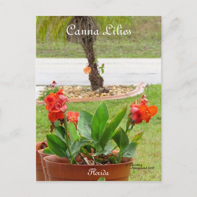 Canna Lily Flores Flórida Cartão postal (Frente)