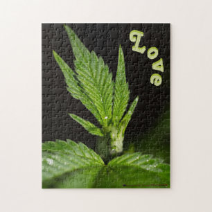 Canna Quebra-cabeça