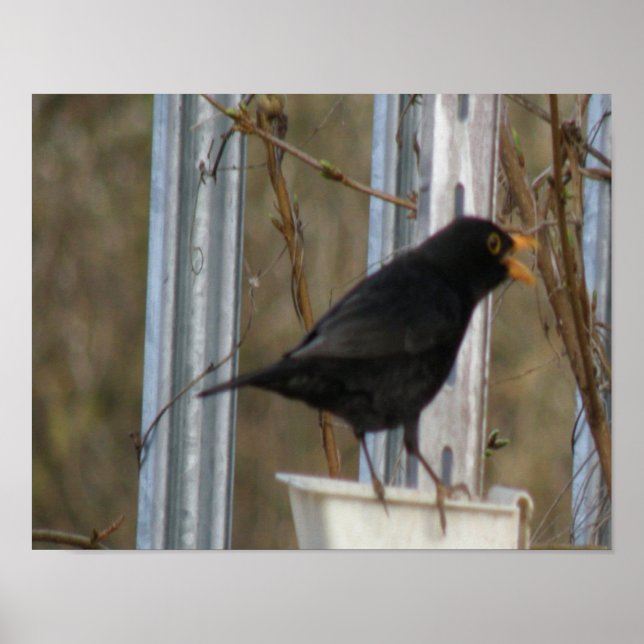 Cantando Impressão Blackbird (Frente)