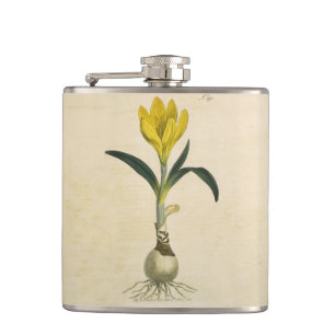 Cantil Amaryllis Tulip Botanical Garden Flower