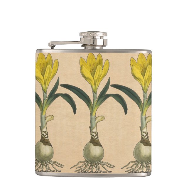 Cantil Amaryllis Tulip Botanical Garden Flower (Frente)