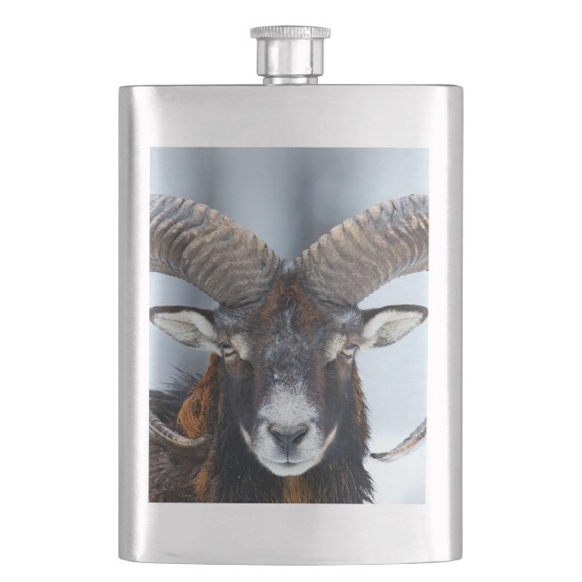 Cantil Big Horn Ram Sheep - Mouflon (Frente)
