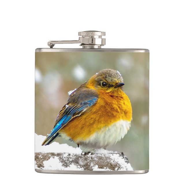 Cantil Bluebird oriental na neve - Foto original (Frente)