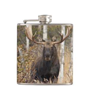Cantil Bull Moose Impressionante