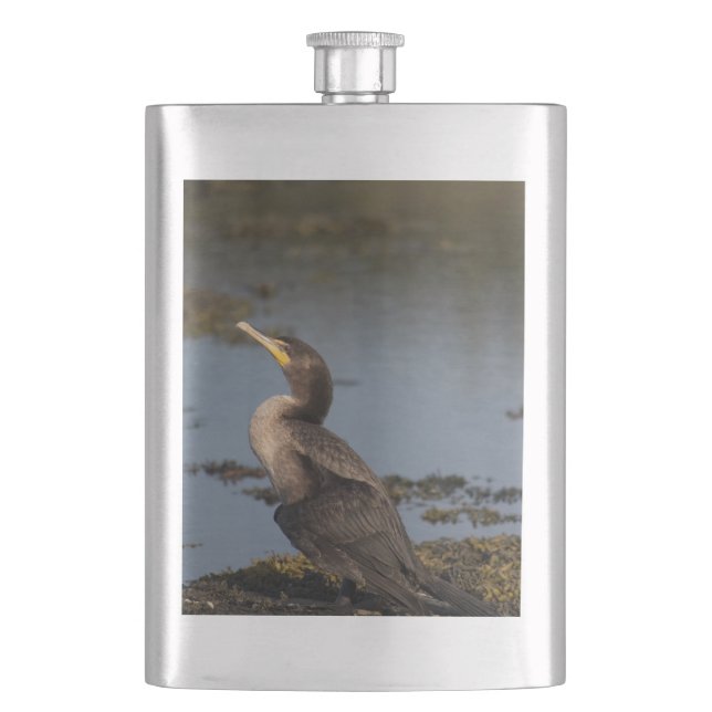 Cantil Cormorão de peito duplo (Frente)