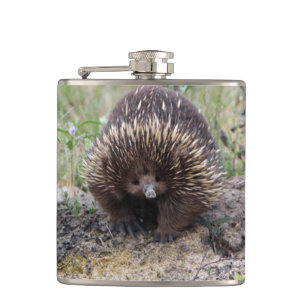 Cantil Cute Echidna, da Austrália