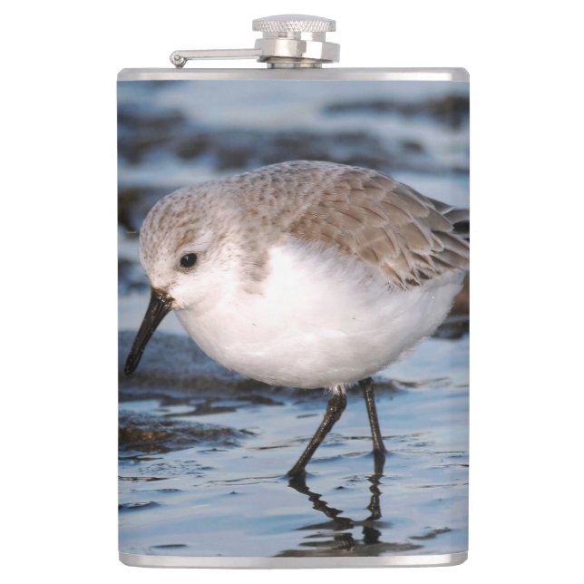 Cantil Cute Sanderling Sandpiper Wanders (Frente)