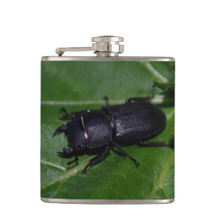 Cantil Dorcus parallelipipedus , o escaravelho inferior