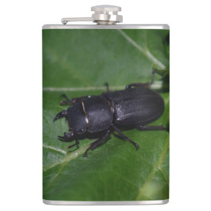 Cantil Dorcus parallelipipedus , o escaravelho inferior