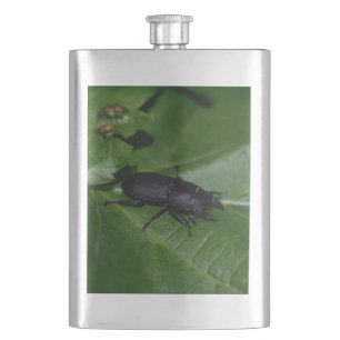 Cantil Dorcus parallelipipedus , o escaravelho inferior