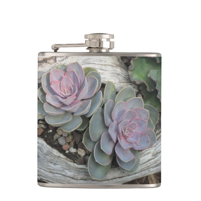 Cantil Echeveria Succulent Flask (Frente)