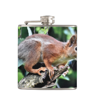 Cantil Esquilo Vermelho em Árvore