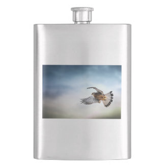Cantil Falcon Soaring in the Sky